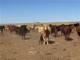 700  Composite
 X Composite
 Cows & Calves