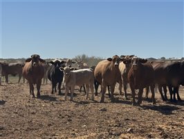 700  Composite
 X Composite
 Cows & Calves