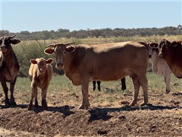 700  Composite
 X Composite
 Cows & Calves