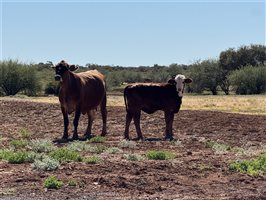 700  Composite
 X Composite
 Cows & Calves