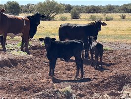 700  Composite
 X Composite
 Cows & Calves