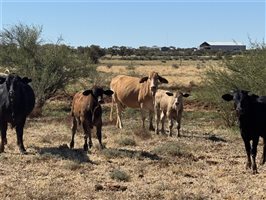700  Composite
 X Composite
 Cows & Calves