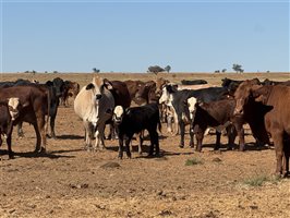 700  Composite
 X Composite
 Cows & Calves