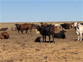 700  Composite
 X Composite
 Cows & Calves