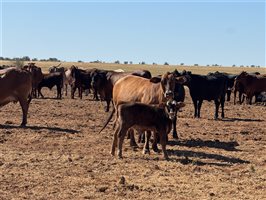 700  Composite
 X Composite
 Cows & Calves