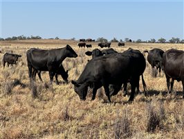 180  Angus X Santa Gertrudis Cows & Calves