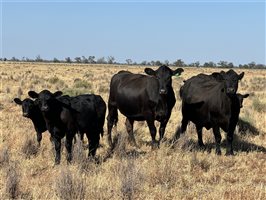 180  Angus X Santa Gertrudis Cows & Calves