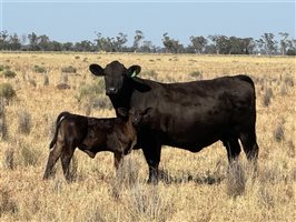 180  Angus X Santa Gertrudis Cows & Calves