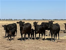 180  Angus X Santa Gertrudis Cows & Calves