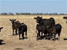 180  Angus X Santa Gertrudis Cows & Calves