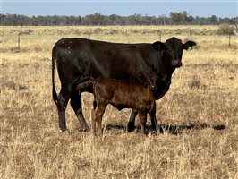 180  Angus X Santa Gertrudis Cows & Calves