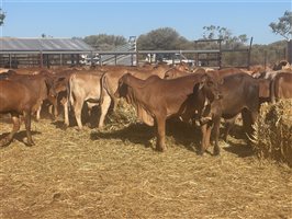 120  Brahman Weaners