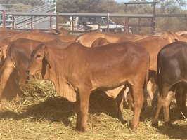 120  Brahman Weaners