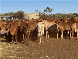 120  Brahman Weaners