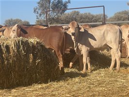 120  Brahman Weaners