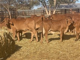 120  Brahman Weaners