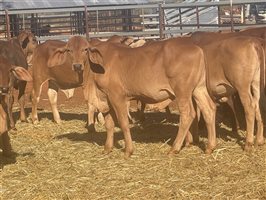 120  Brahman Weaners