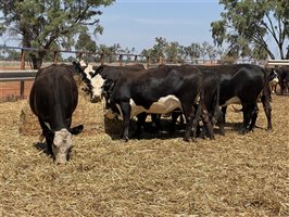 41  Angus X Hereford Cows & Calves