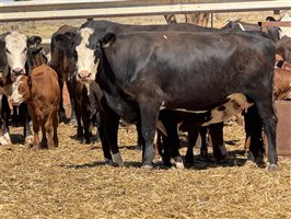 41  Angus X Hereford Cows & Calves