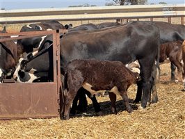 41  Angus X Hereford Cows & Calves
