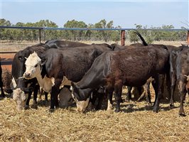 41  Angus X Hereford Cows & Calves