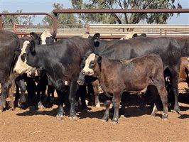 41  Angus X Hereford Cows & Calves