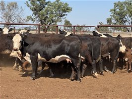 41  Angus X Hereford Cows & Calves