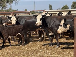 41  Angus X Hereford Cows & Calves