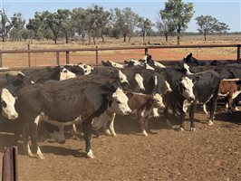 41  Angus X Hereford Cows & Calves
