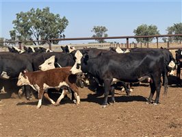 41  Angus X Hereford Cows & Calves