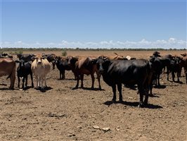 600  Droughtmaster X Charolais Cows & Calves