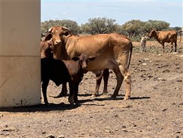 600  Droughtmaster X Charolais Cows & Calves