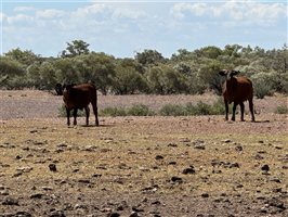 600  Droughtmaster X Charolais Cows & Calves