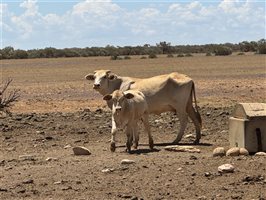 600  Droughtmaster X Charolais Cows & Calves