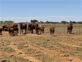 600  Droughtmaster X Charolais Cows & Calves