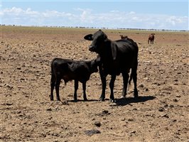 600  Droughtmaster X Charolais Cows & Calves