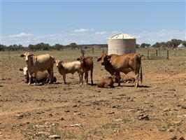 600  Droughtmaster X Charolais Cows & Calves