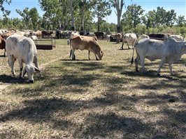 51  Brahman Cows & Calves