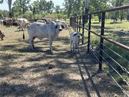 51  Brahman Cows & Calves