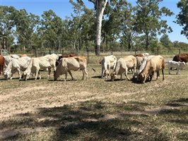 51  Brahman Cows & Calves