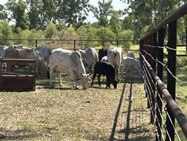 51  Brahman Cows & Calves