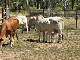 51  Brahman Cows & Calves