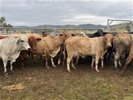 260  Brahman X Cows & Calves