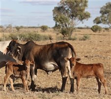 200  Brahman Cows & Calves