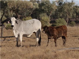 200  Brahman Cows & Calves