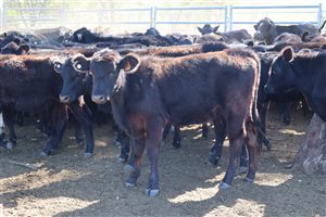 4 decks Ultrablack X Heifers