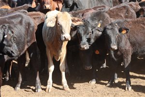 160  Ultrablack Heifers