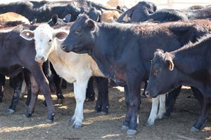 160  Ultrablack Heifers