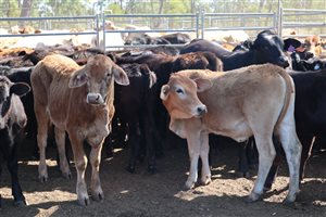 160  Ultrablack Heifers