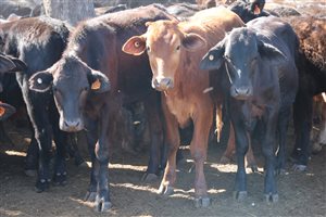 160  Ultrablack Heifers